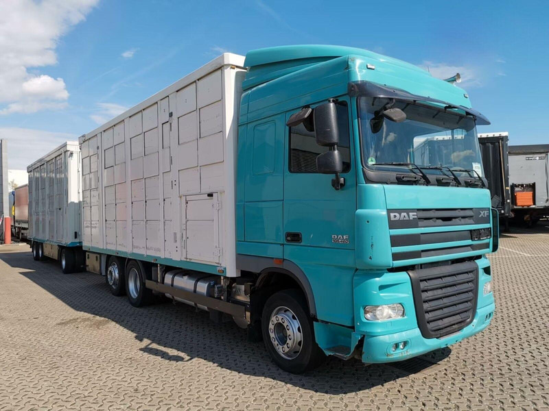 DAF XF 105.460 - Animal transporter + trailer - Livestock truck: picture 2 DAF XF 105.460 - Animal transporter + trailer - Livestock truck: picture 2